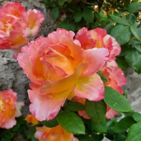 Our Happy Place - Per Il Viaggiatore Slow *